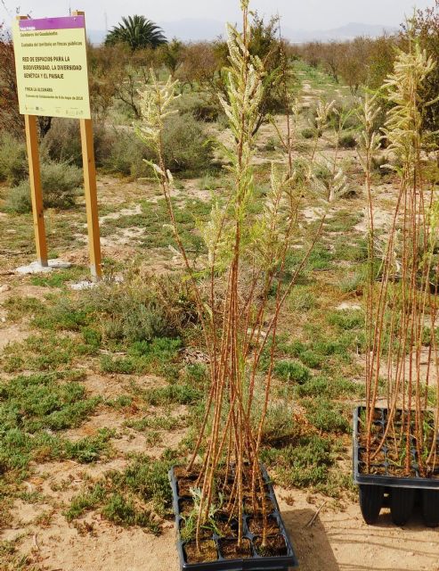 Ecoembes y ACUDE colaborarn para la mejora de fincas municipales de Alhama de Murcia, Foto 1