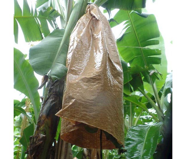 Smurfit Kappa lanza una nueva alternativa sostenible para los productores de plátanos y bananas - 1, Foto 1