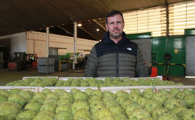 Productores españoles de alcachofa auguran una campaña buenísima - 2, Foto 2