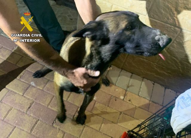 La Guardia Civil investiga a dos vecinos de Mula por abandono animal - 3, Foto 3