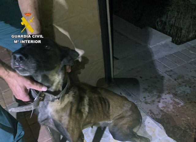 La Guardia Civil investiga a dos vecinos de Mula por abandono animal - 4, Foto 4