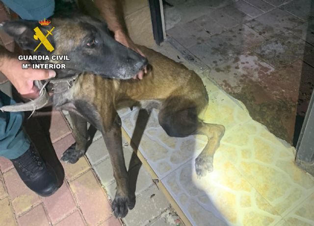 La Guardia Civil investiga a dos vecinos de Mula por abandono animal - 5, Foto 5