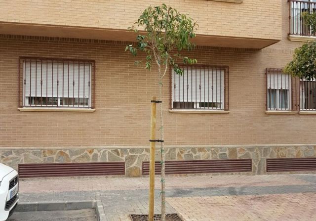 La Concejalía de Servicios informa de las reposiciones de arbolado realizadas y previstas para los meses de otoño e invierno - 1, Foto 1