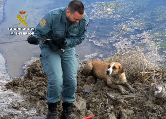 La Guardia Civil rescata a un perro atrapado en una balsa de riego de la pedanía caravaqueña de Archivel - 3, Foto 3