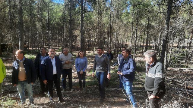 La Comunidad invierte 931.000 euros en tratamientos silvícolas en 440 hectáreas de masas forestales de la Región - 1, Foto 1