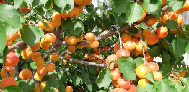 La Comunidad desarrolla un proyecto para dar a conocer el comportamiento de variedades de albaricoquero con bajas necesidades de frío - 1, Foto 1
