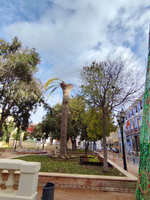 IU Verdes-Podemos exige explicaciones por el deterioro de una palmera y cuestiona la gestión de la plaga del picudo rojo - 1, Foto 1