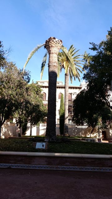 IU Verdes-Podemos exige explicaciones por el deterioro de una palmera y cuestiona la gestión de la plaga del picudo rojo - 2, Foto 2