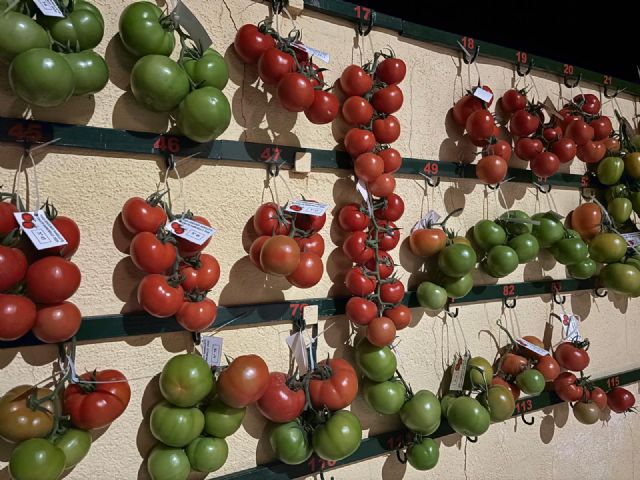 XXIX Concurso de Ramillete de tomate - 2, Foto 2