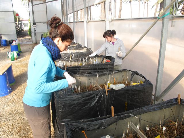 Una planta piloto de la UPCT con humedales artificiales reducirá la entrada de nutrientes al Mar Menor - 1, Foto 1