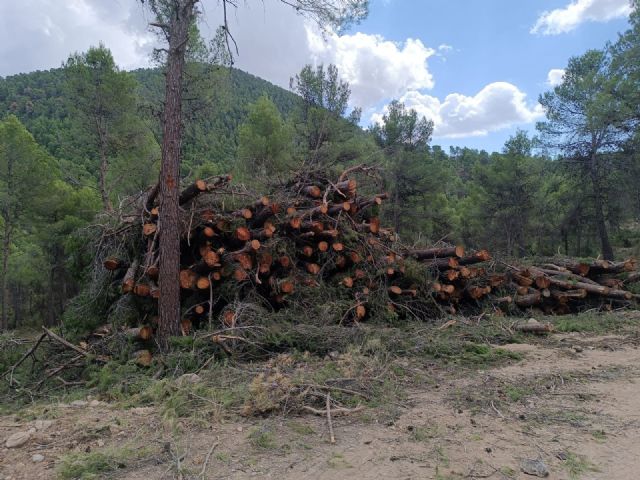 Trabajos de mejora forestal en la Sierra de Burete para una gestión sostenible del monte - 2, Foto 2