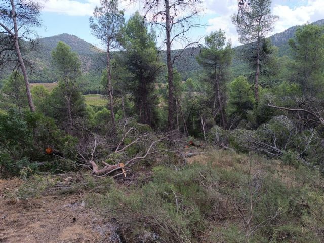 Trabajos de mejora forestal en la Sierra de Burete para una gestión sostenible del monte - 3, Foto 3
