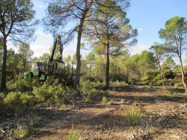 Trabajos de mejora forestal en la Sierra de Burete para una gestión sostenible del monte - 5, Foto 5