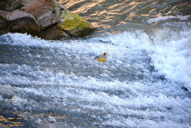 El proyecto LIFE+ Segura Riverlink aporta dos artículos científicos al número de 2016 de la revista 'Fishes in Mediterranean Environments' - 2, Foto 2