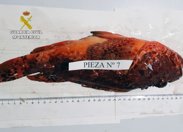 La Guardia Civil sorprende a dos pescadores furtivos en La Azohía-Cartagena - 1, Foto 1