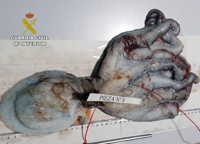 La Guardia Civil sorprende a dos pescadores furtivos en La Azohía-Cartagena - 2, Foto 2