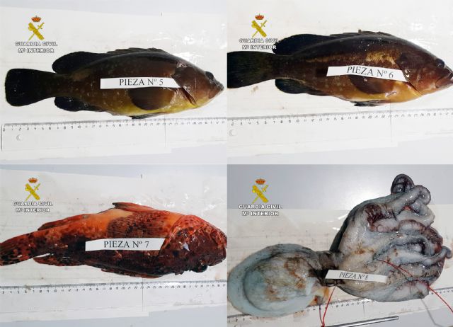 La Guardia Civil sorprende a dos pescadores furtivos en La Azohía-Cartagena - 4, Foto 4