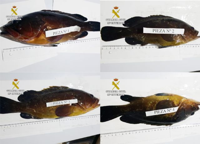 La Guardia Civil sorprende a dos pescadores furtivos en La Azohía-Cartagena - 5, Foto 5