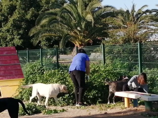 Vecinos de San Pedro del Pintar limpian el parque canino - 3, Foto 3