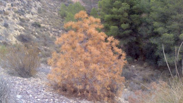 Ciudadanos propone un Plan para frenar y evitar la muerte de miles de pinos en los montes de Lorca, Foto 1