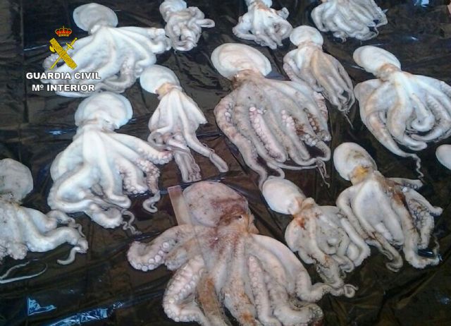 La Guardia Civil se incauta de 18 kilos de pulpo en aguas de Cartagena - 3, Foto 3