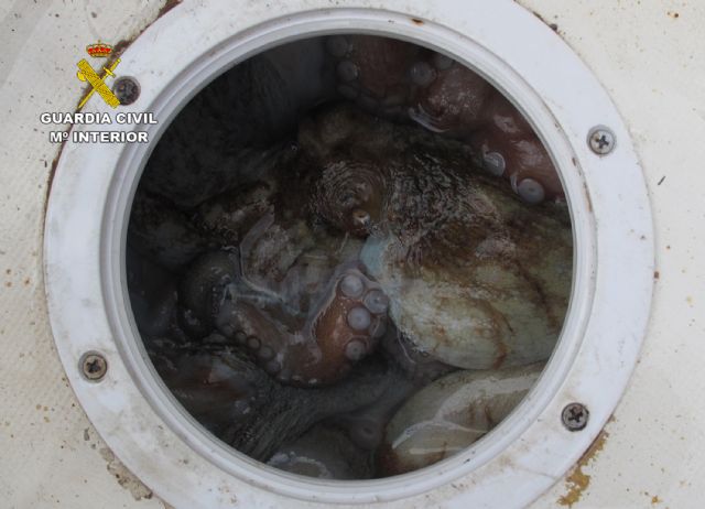 La Guardia Civil se incauta de 18 kilos de pulpo en aguas de Cartagena - 5, Foto 5