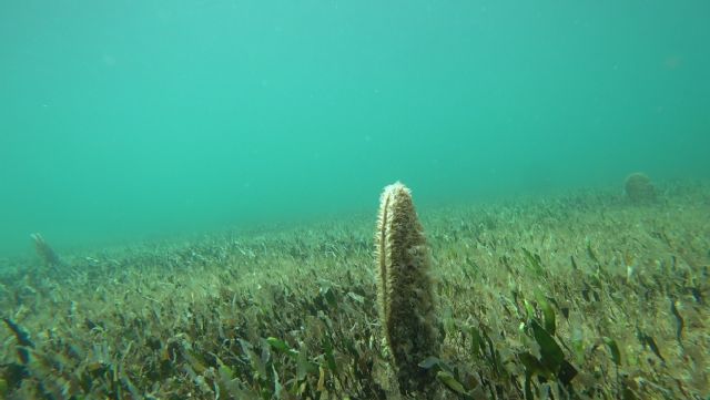 Localizada una colonia de nacras con más de 70 ejemplares en el Mar Menor - 2, Foto 2