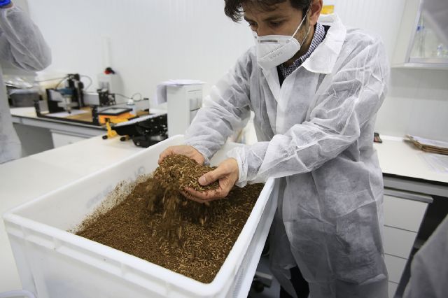 La UCAM y Entomo AgroIndustrial impulsan el uso de insectos como bioconversores de residuos orgánicos - 1, Foto 1
