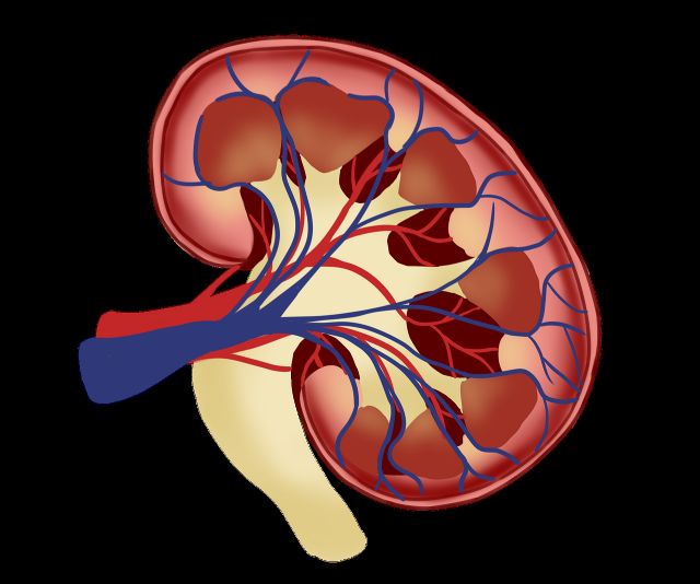Las 8 dudas más comunes sobre la insuficiencia renal crónica - 1, Foto 1