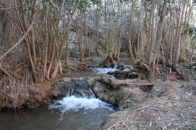 La Confederaci�n Hidrogr�fica del Segura impulsa una jornada de voluntariado ambiental en el r�o Ch�camo para divulgar y conservar su Reserva Natural Fluvial, Foto 2
