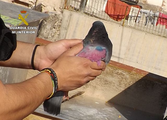 La Guardia Civil detiene a cinco jóvenes por la sustracción de más de medio centenar de palomos deportivos en la Vega Media - 1, Foto 1