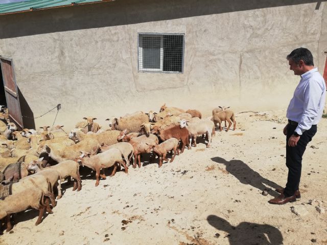 Agricultura concluye con éxito un proyecto que revaloriza la cría de ovino Segureño del Noroeste en semiextensivo - 2, Foto 2