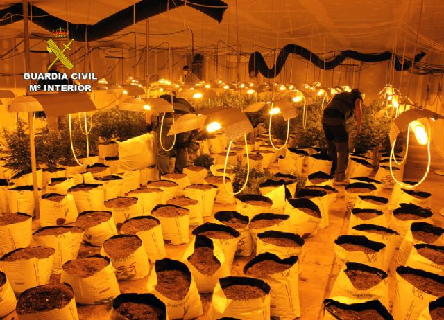 La Guardia Civil desmantela una plantación de marihuana en una nave industrial de Albudeite - 1, Foto 1