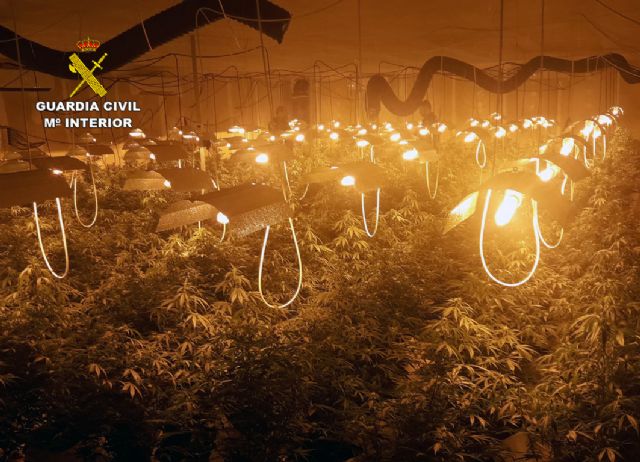 La Guardia Civil desmantela una plantación de marihuana en una nave industrial de Albudeite - 3, Foto 3