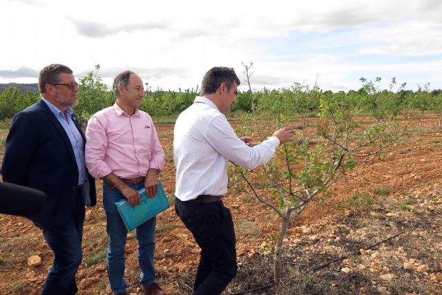 El cultivo de variedades de pistacho da buenos resultados en el Centro de Demostración Agraria 'Las Nogueras' de Caravaca - 1, Foto 1