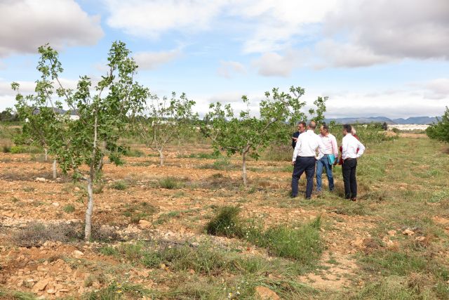 El cultivo de variedades de pistacho da buenos resultados en el Centro de Demostración Agraria 'Las Nogueras' de Caravaca - 3, Foto 3