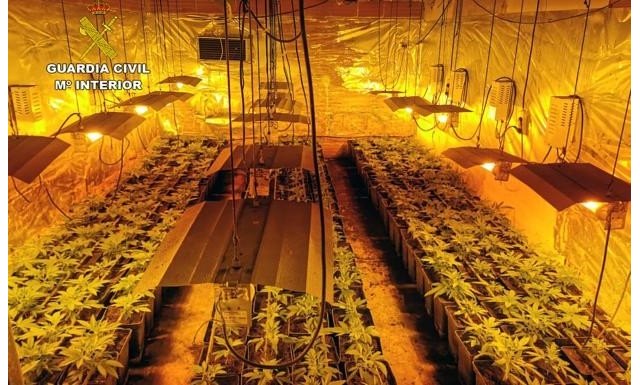 The Civil Guard and the Local Police dismantle an indoor greenhouse, with nearly a thousand marijuana plants in Totana, Foto 1