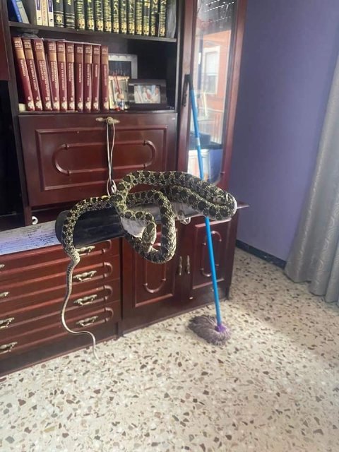 Aparece una serpiente dentro de una vivienda de Totana, Foto 3