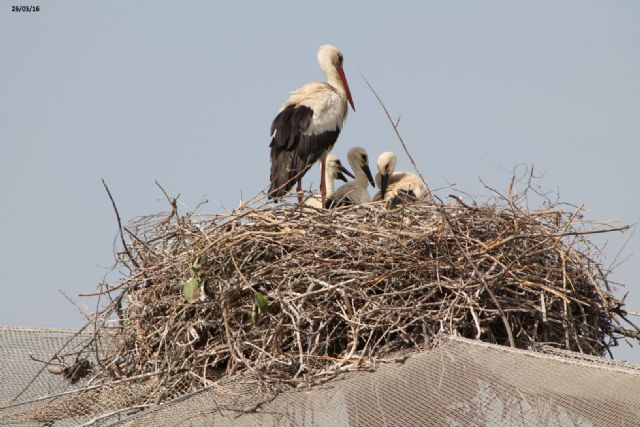 Terra Natura Murcia registra el nacimiento de cinco cigüeñas blancas silvestres - 1, Foto 1