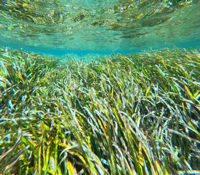 El Gobierno regional se implicará más en la conservación marina con la futura adhesión a la Red Mediterránea de Posidonia - 1, Foto 1