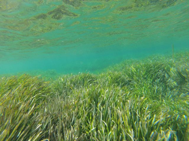 El Gobierno regional se implicará más en la conservación marina con la futura adhesión a la Red Mediterránea de Posidonia - 2, Foto 2