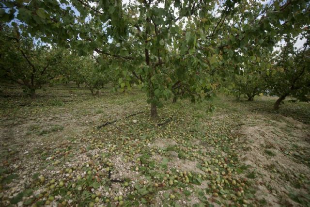 Cajamar habilita una línea de 40 millones para los afectados por los daños meteorológicos - 1, Foto 1