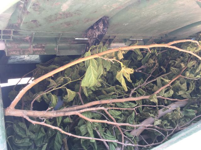 El PP denuncia que la empresa que gestiona 8 contratos de jardinería se deshace de las podas en contenedores municipales - 4, Foto 4