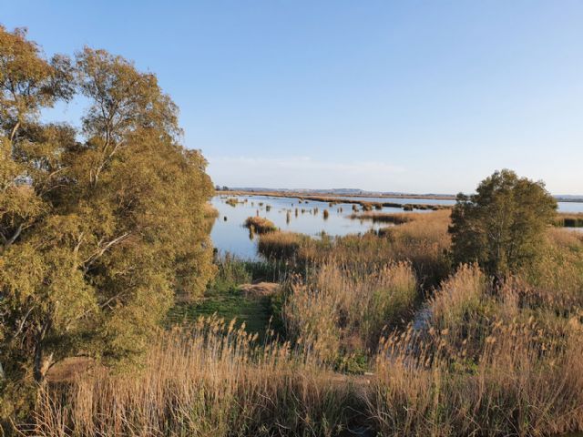 ANSE y SEO/BirdLife adquiren 55 hectáreas de humedales en el Parque Natural de El Hondo - 2, Foto 2