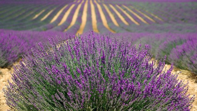 El cultivo de la lavanda en España, abocado a su posible desaparición - 2, Foto 2