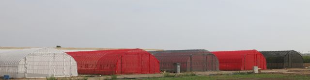 El IMIDA estudia nuevas mallas de sombreo fotoselectivas para mejorar la calidad y el rendimiento de los cultivos hortícolas - 1, Foto 1