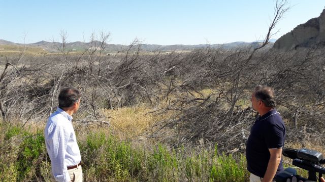 El Alcalde exige que cesen los ataques contra los agricultores lorquinos - 3, Foto 3