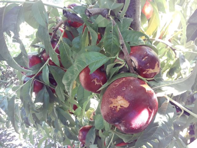 Las indemnizaciones de Agroseguro por los siniestros del primer semestre de 2020 superan los 373 millones de euros - 1, Foto 1