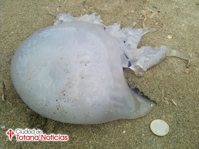 Se espera que la presencia de medusas en las costas españolas no supere los 15-20 días