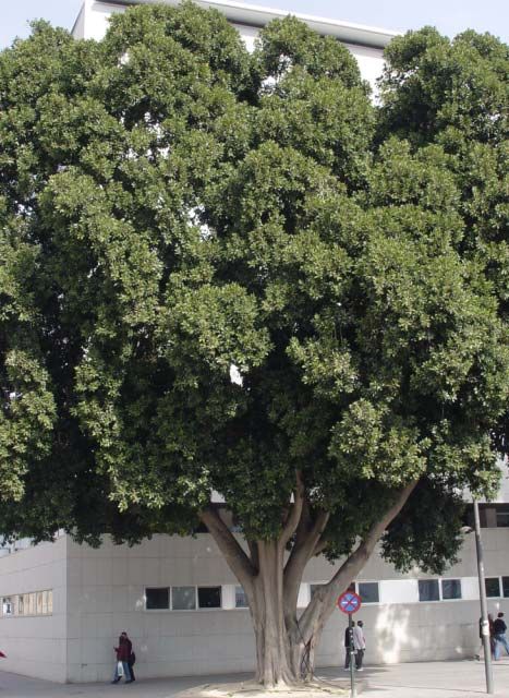 Murcia cuenta con 670 árboles singulares e históricos que son vigilados y cuidados por siete especialistas - 1, Foto 1